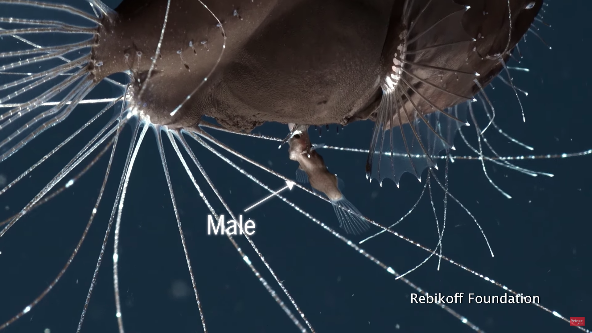 交尾でオスとメスが融合する 謎すぎるチョウチンアンコウの生態 ナゾロジー