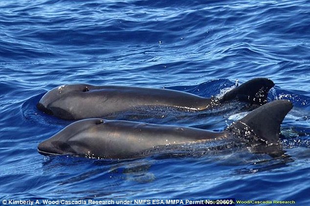 イルカとクジラのハイブリッドがハワイで発見される ナゾロジー