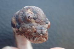 「第三の目を持つヘビ」が世界で初めてオーストラリアで発見されるの画像 2/3