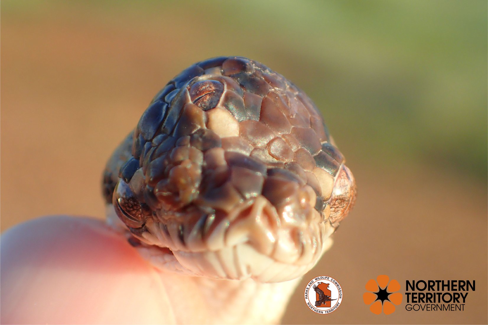 「第三の目を持つヘビ」が世界で初めてオーストラリアで発見されるの画像 3/3
