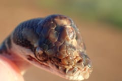 「第三の目を持つヘビ」が世界で初めてオーストラリアで発見されるの画像 1/3