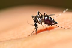 遺伝子操作による蚊の減少実験が失敗、さらに「不死身の蚊」が誕生？の画像 3/3