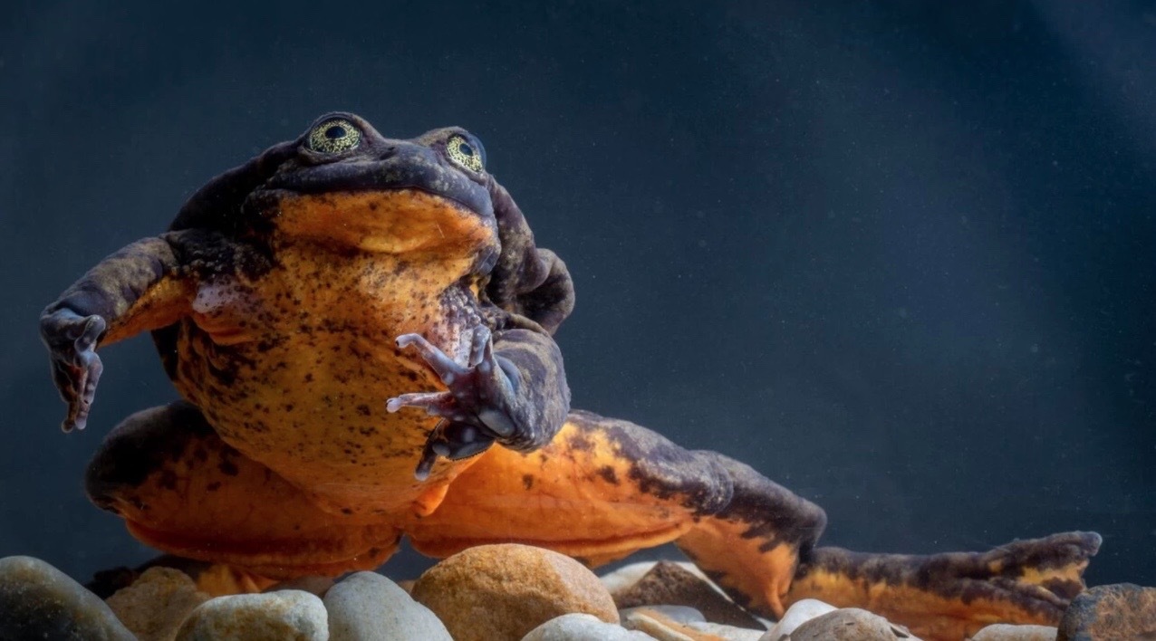 世界一孤独な絶滅寸前のカエル ロミオ くん ついに運命の相手 ジュリエット を発見 ナゾロジー