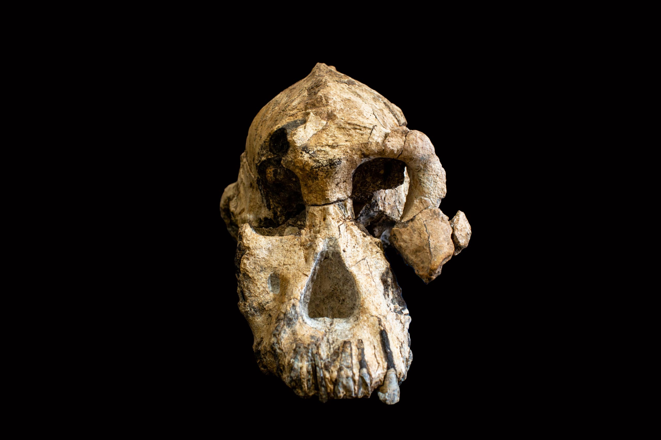 最初期人類の頭蓋骨を発見、「顔」を復元への画像 2/3