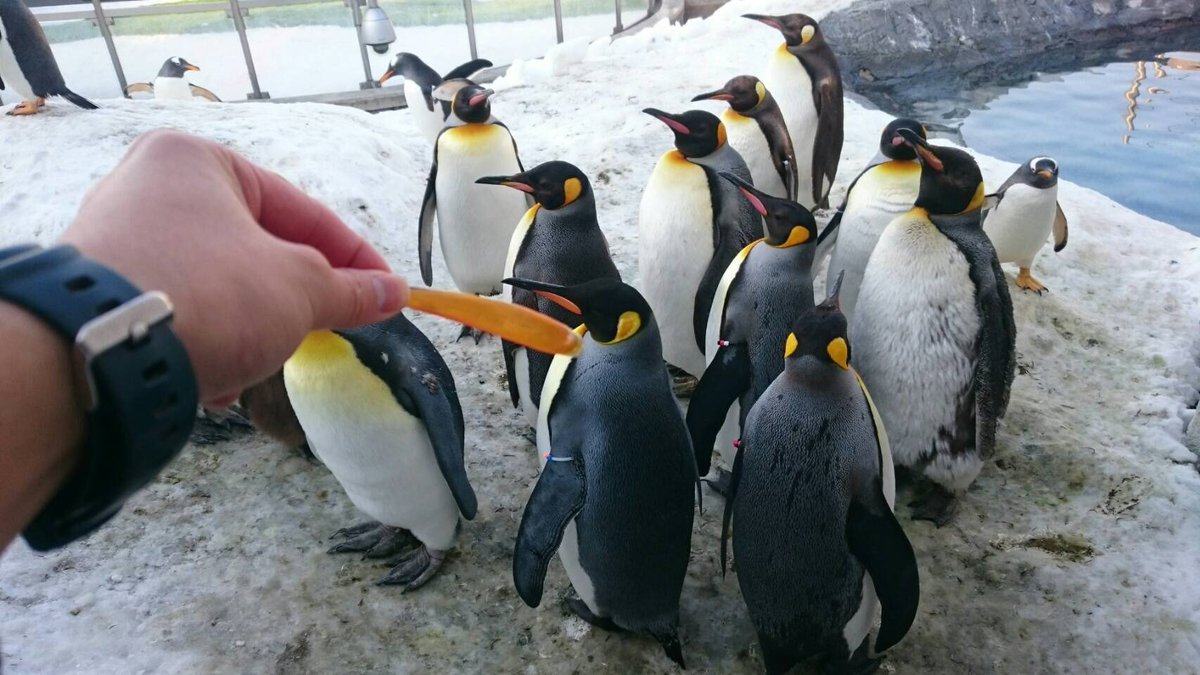 そこ剥がれるの キングペンギンのくちばしに衝撃的な事実が判明 ネット民が騒然 ナゾロジー