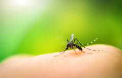 遺伝子操作による蚊の減少実験が失敗、さらに「不死身の蚊」が誕生？の画像 1/3