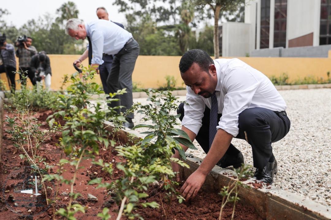 わずか12時間で3億5千万本の木を植えたエチオピア 世界最高記録か ナゾロジー