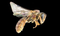 新種のハチが発見されるも、すでに絶滅のピンチの画像 2/2