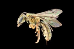新種のハチが発見されるも、すでに絶滅のピンチの画像 1/2