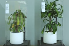 IKEAが実験！ 「いじめた植物」と「褒めた植物」で成長の差が歴然の画像 1/2