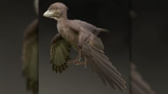 鳥類進化の常識を覆す新種の化石が発見される！　学名は「原始的な福井の翼」の画像 1/3