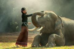 象は「鳴き声」で地面を振動させ6.4kmもの遠距離コミュニケーションをとれることが判明の画像 1/1