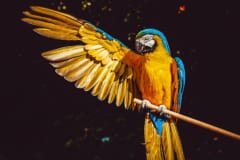 なぜオウムだけ他の鳥より賢いのか？ オウムの進化過程は「人間と似ている」という研究結果の画像 1/2