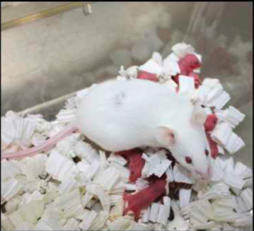 世界で初めて宇宙滞在による生殖能力の影響調査にマウス実験で成功　大阪大