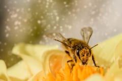 ミツバチが「ゼロ」の概念を理解できると判明。昆虫で初の画像 1/3