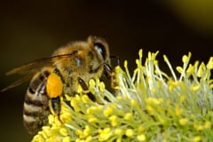 「利他的」なミツバチを「自己中心的」にする遺伝子変異の原因がついに発見されるの画像 1/1