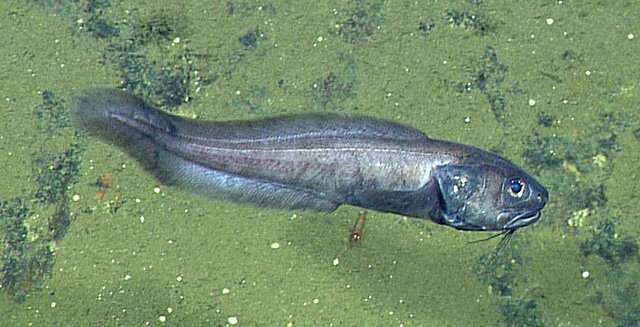 未知の生態 ほぼ酸素ゼロの深海で魚の群れが発見される ナゾロジー