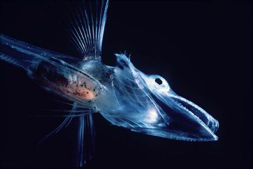 南極の魚が氷点下でも凍らない理由が解明されるの画像 2/4