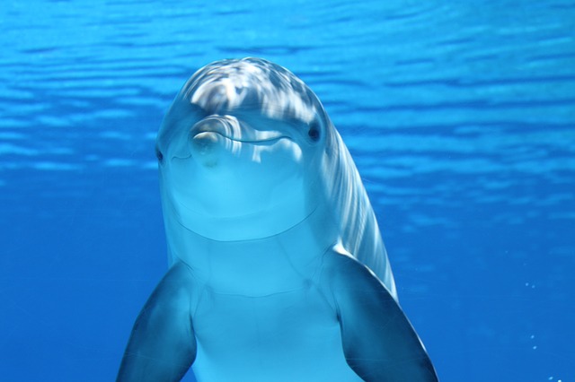 イルカは人と交流するとき「幸せ」を感じていることがわかる