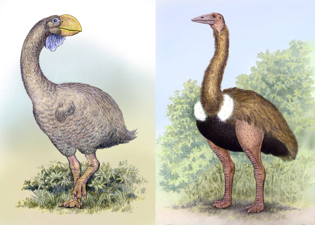誰が史上最大の鳥類 エレファント バード を殺したのか 化石から謎の切り傷を発見 ナゾロジー