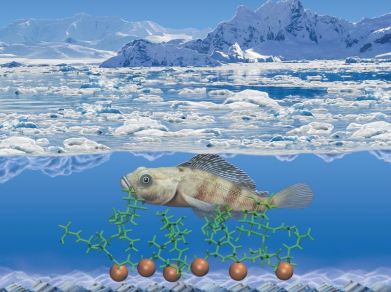 南極の魚が氷点下でも凍らない理由が解明される