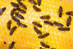 ハチにも効く「アメとムチ」。間違いを罰されたハチは数え上手にの画像 1/2