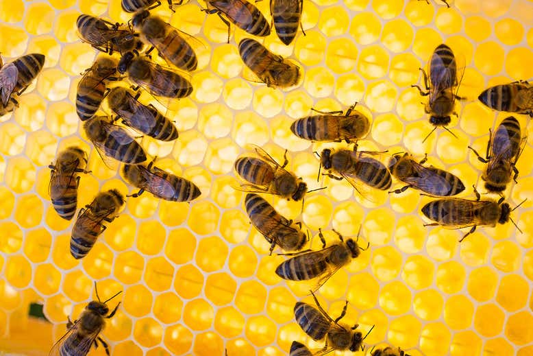 ハチにも効く「アメとムチ」。間違いを罰されたハチは数え上手に