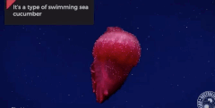 深海の「首なしチキンモンスター」が初めて南極で撮影されるの画像 1/1