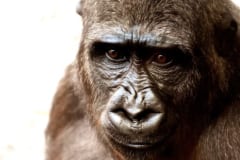 『猿の惑星』が現実に？  中国が「サルの脳」に人間の遺伝子を移植した結果、認知機能が向上したと発表の画像 3/3