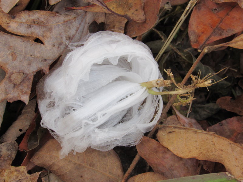 ティッシュじゃないの？ 世にも珍しい菌類がつくりだす雪の結晶「ヘアーアイス」
