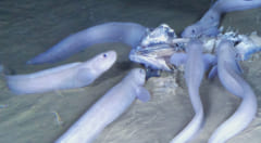 新種の「幽霊魚」が海底8065mで3種見つかるの画像 1/2