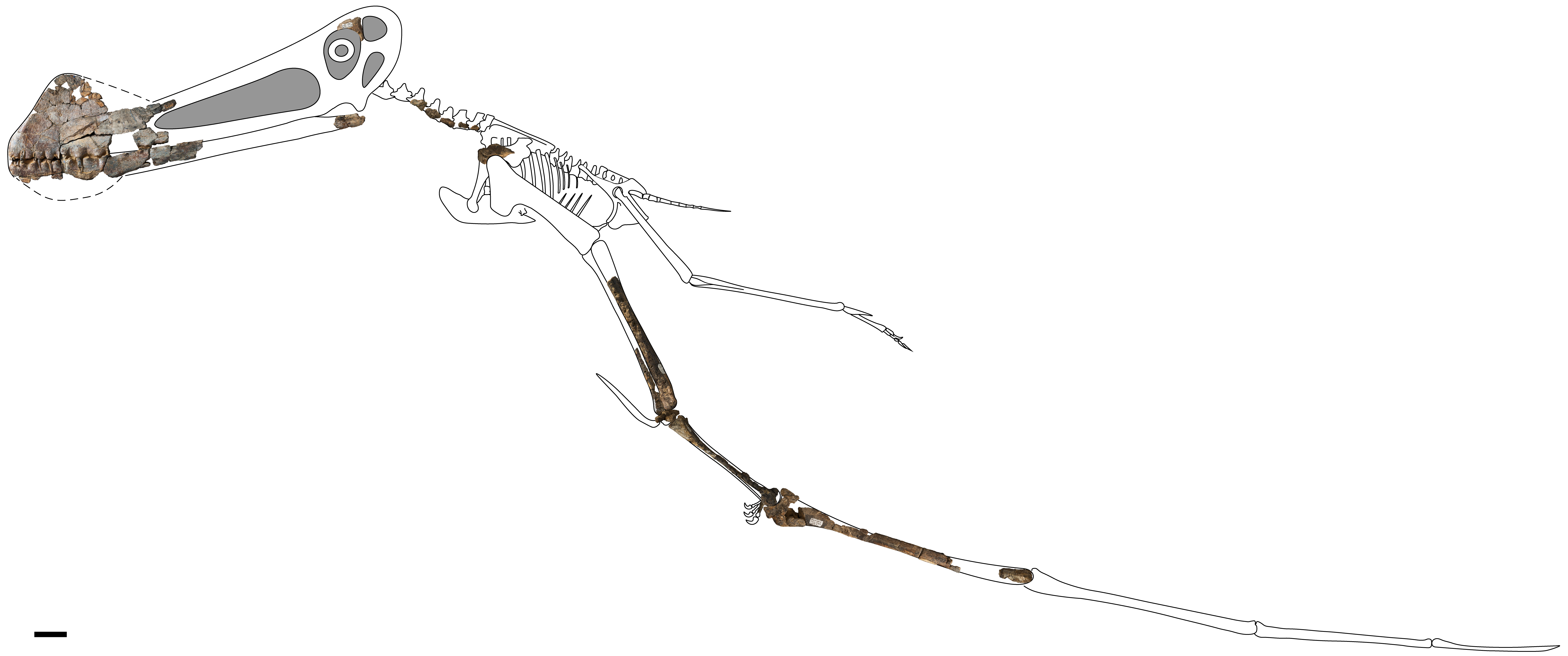 翼を広げると4m！新種の翼竜の化石を発見、その規格外の能力とはの画像 2/5