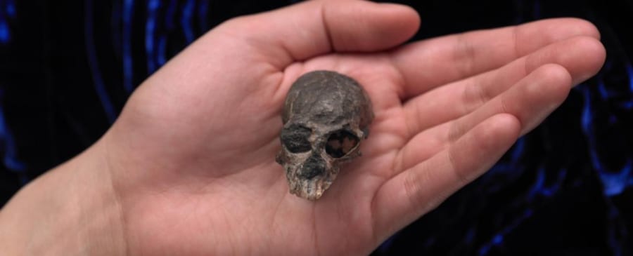 2000万年前の「手のひらサイズの頭蓋骨」から脳進化の大ヒントを発見