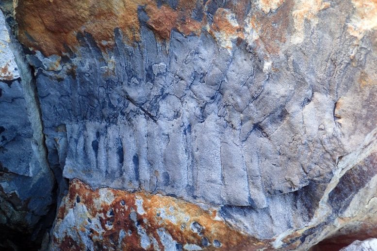 全長2.6mの巨大ヤスデの化石を発見、「史上最大の無脊椎動物」と認定