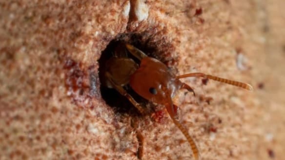 木に空いた穴を「1日以内に完全修復」できるアリを発見！