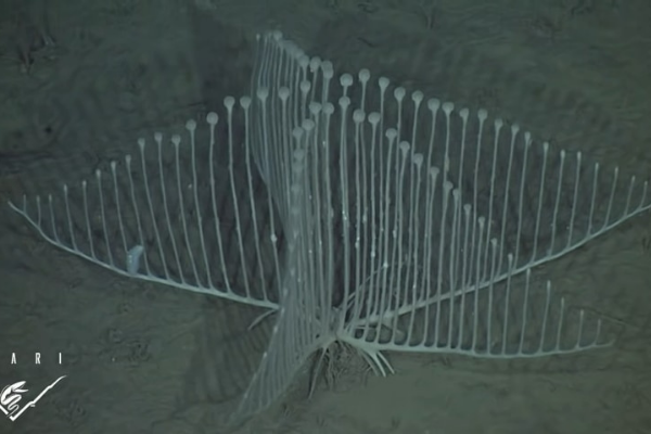 まるでハープみたいな深海生物「タテゴトカイメン」とは