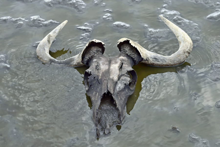 アフリカの動物を石化させる恐怖の湖「ナトロン湖」　もし人間が落ちたらどうなる？