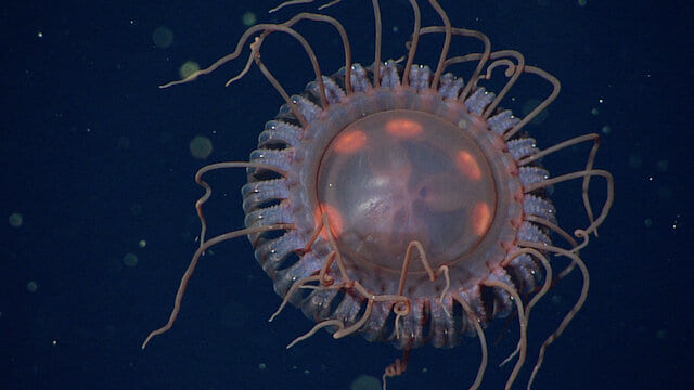 まるで「宇宙船」のような新種の深海クラゲを発見！