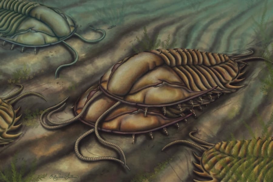 5億年前の「三葉虫の交尾方法」をついに解明！