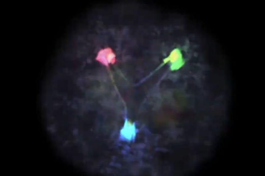 「陽子の構造を視覚化した動画」　科学者とアーティストのコラボで実現！