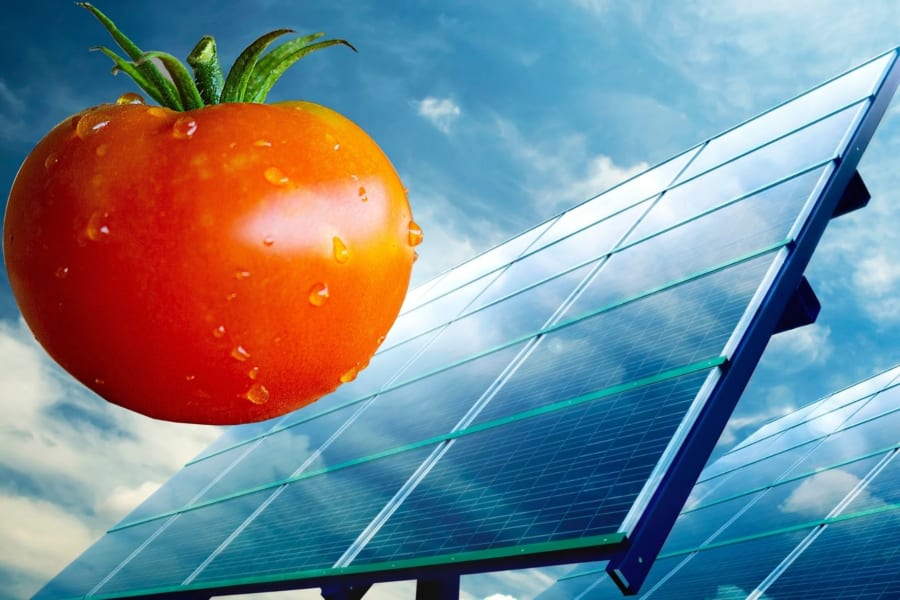 トマトのリコピンを太陽電池に練り込むと発電効率が上がると判明