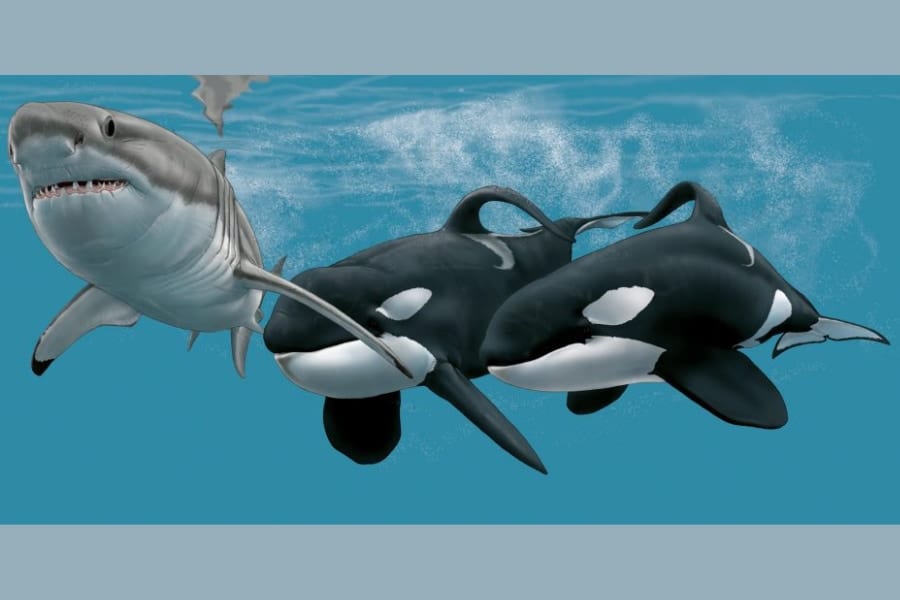 シャチの「殺し屋コンビ」が南アのホオジロザメを次々と殺しまくっている