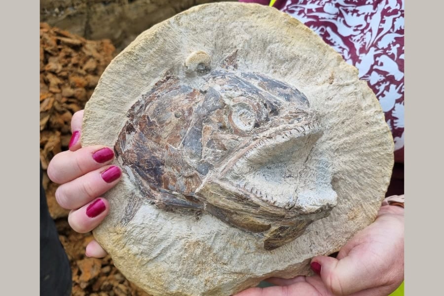 岩から飛び出しそうな「すごく立体的な古代魚の化石」を発見！