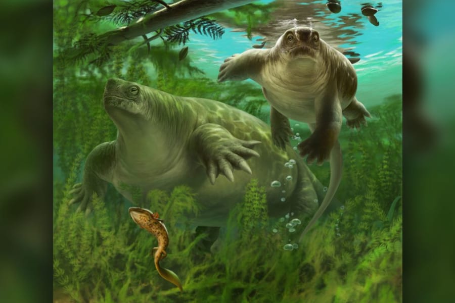 哺乳類へつながる祖先の新種化石を発見　研究者曰く「ぽっちゃりトカゲだった」