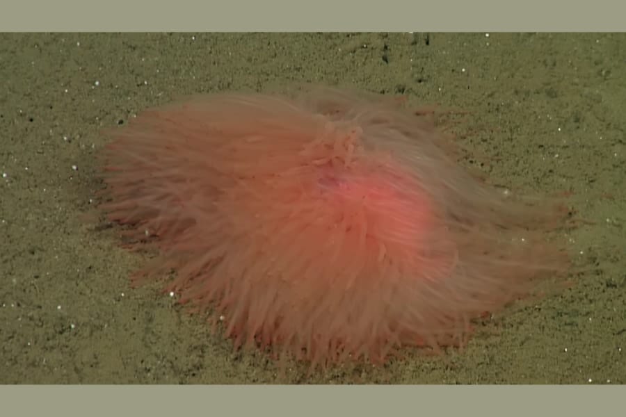 まるでポンポンみたいな「新種の深海生物」を発見！