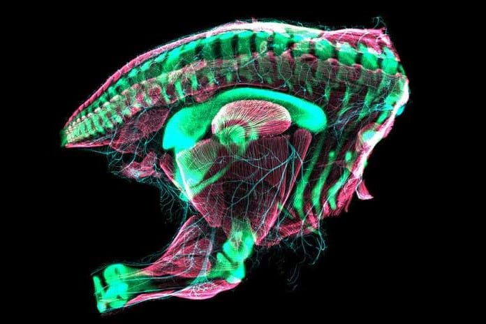 発生中の鳥の胚に「恐竜の骨盤と同じ特徴」が見つかる