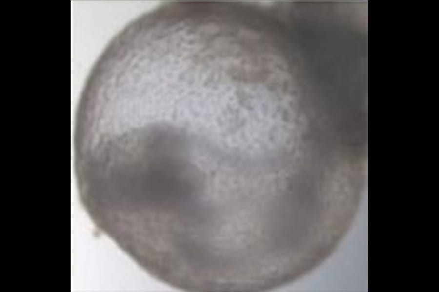 精子、卵子、子宮を使わずに「マウスの人工合成胚」の作成に成功！