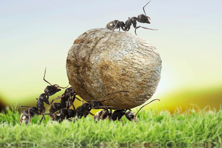 地球上にいるアリの総数は20,000,000,000,000,000匹と判明！
