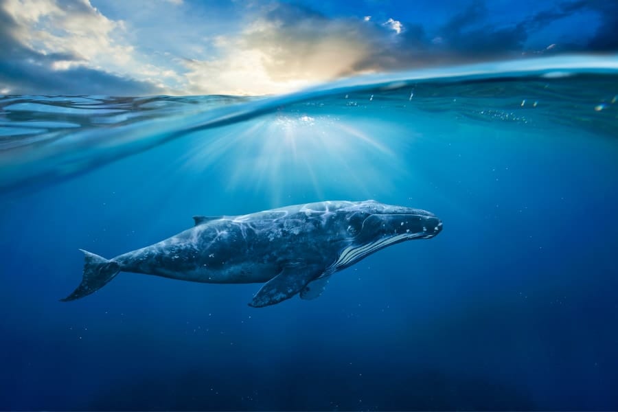 なぜクジラは深く潜っても「水圧」で潰れないのか？