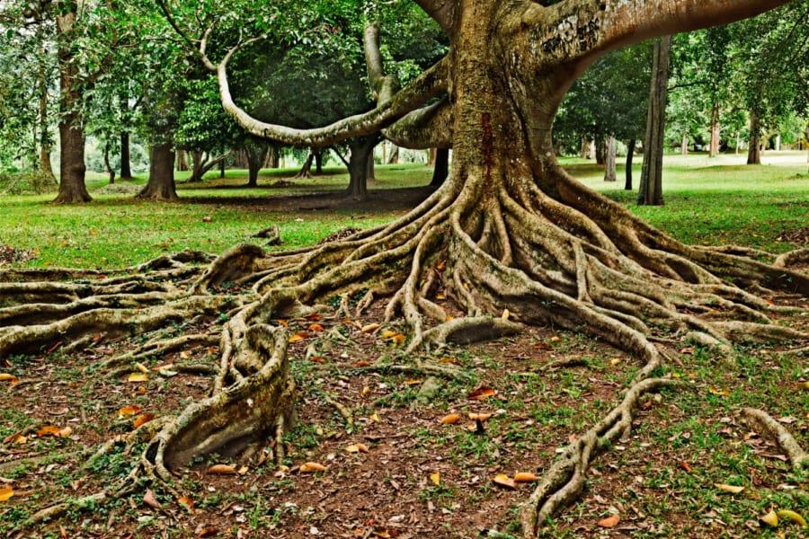 「デボン紀の大量絶滅」の原因は”木の根”だった!?
